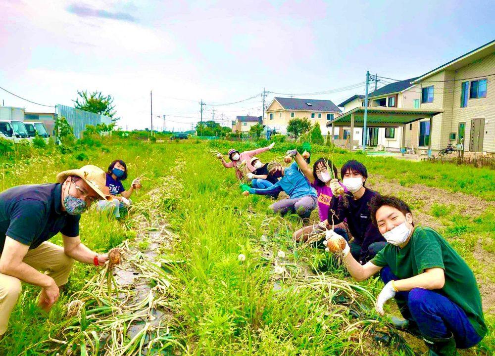 越谷の田心ファームでの収穫作業